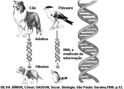 2014 - APOSTILA - TURMA EMESCAM /U.V.V. QUESTÕES DISCURSIVAS 1. A soma das porcentagens de guanina e citosina em uma certa molécula de ADN é igual a 58% do total de bases presentes.