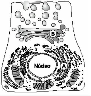 QUESTÕES DISCURSIVAS 1. O esquema representa um corte de célula acinosa do pâncreas, observado ao microscópio eletrônico de transmissão.