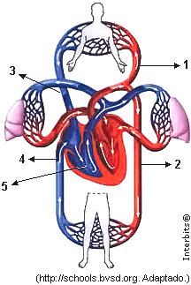 1. O esquema ilustra a circulação humana. GABARITO OBJETIVAS A respeito do esquema e da fisiologia cardiovascular, foram feitas as seguintes afirmações: I.