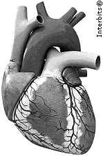 2. Considere a figura do coração humano ao lado esquematizado. Nele se podem observar os vasos sanguíneos que chegam ao coração e que dele saem.