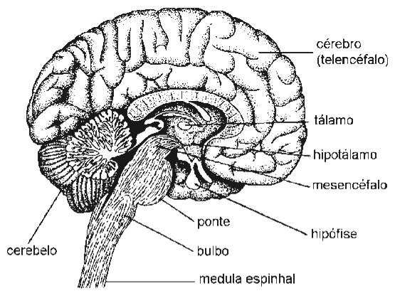 GABARITO DISCURSIVAS 1. a) O álcool inibe a secreção hipofisária do hormônio antidiurético (ADH).