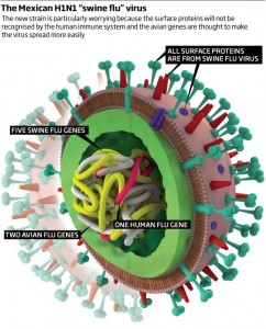 GRIPE H1N1 A gripe suína é endémica em porcos Imagem de microscópio electrónico do vírus da gripe A(H1N1) Dos três tipos de vírus influenza conhecidos (A, B e C) o tipo A é o mais prevalente e está