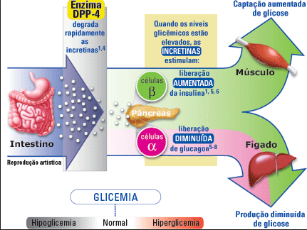 Pacientes com DM 2 apresentam diminuição nos níveis de GLP- 1 no estado pós-prandial, contribuindo para a redução de estímulo fisiológico da secreção de insulina e não permitindo a