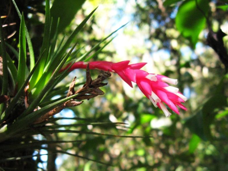 Nome popular: Cravo-do-mato Nome científico: Tillandsia tenuifolia Curiosidades: Espécie ameaçada de extinção,