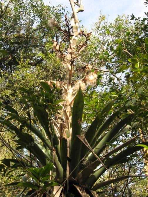 Nome popular: Bromélia-tanque Nome científico: Vriesea gigantea Curiosidades: É a maior bromélia de nosso estado e uma das maiores do mundo.