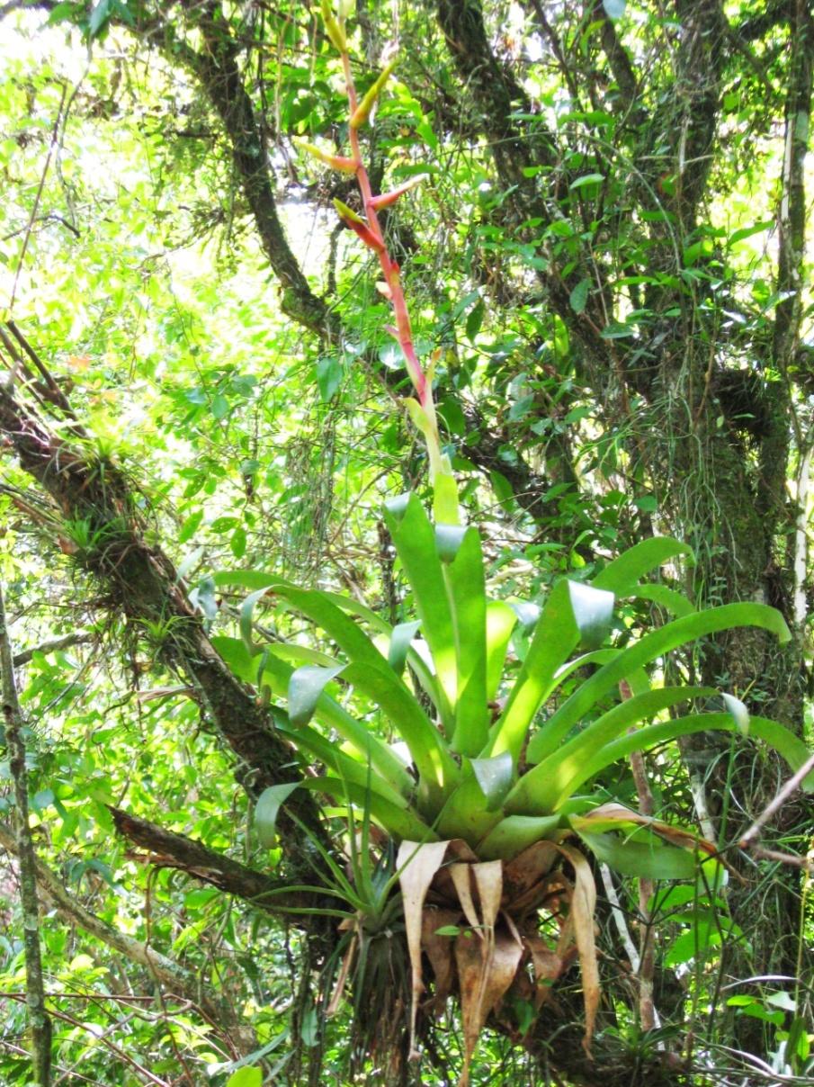 Nome popular: Bromélia Nome científico: Vriesea rodigasiana Curiosidades: Planta muito bonita; seu comércio, baseado na