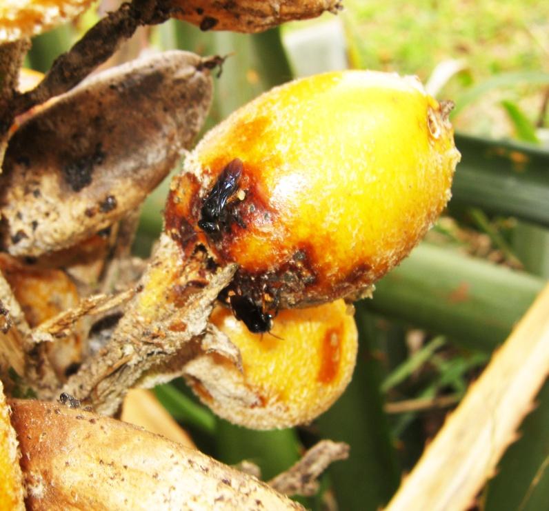 Nome popular: Banana-do-mato Nome científico: Bromelia antiacantha Curiosidades: O fruto é comestível, ainda que um tanto