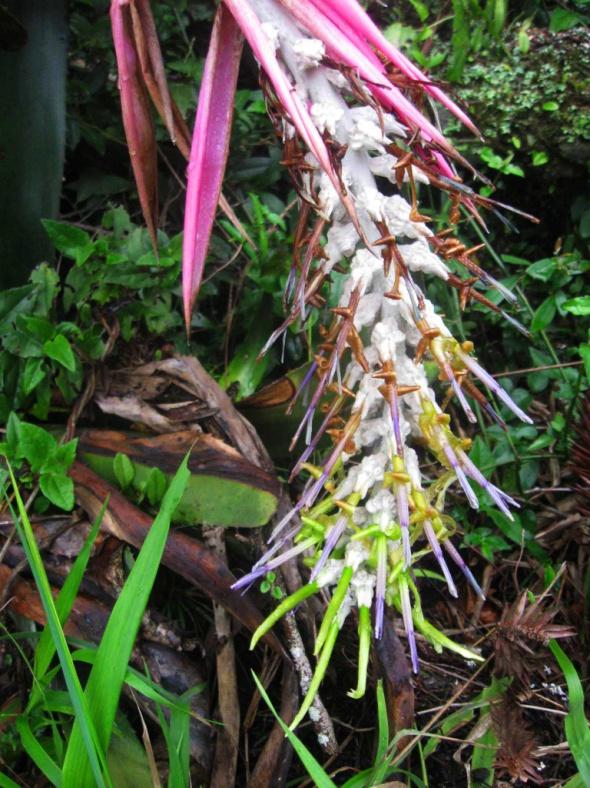 Nome popular: Bromélia-zebrada Nome científico: Billbergia zebrina Curiosidades: Espécie muito ornamental, e por esse motivo é coletada na natureza.