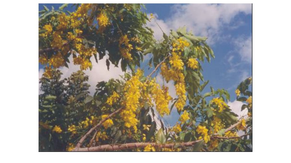 Samanta Pimenta de Andrade 152 1 Introdução As plantas produzem diversos compostos orgânicos, muitos dos quais não participam diretamente de seu desenvolvimento.