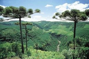 A Mata dos Pinhais, também conhecida como Mata das Araucárias, é uma floresta subtropical e pode ser encontrada na região Sul do