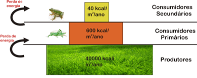 - Pirâmide de biomassa corresponde à massa corpórea (biomassa). O resultado será similar ao encontrado na pirâmide de números.