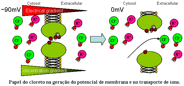 Cloro O cloro, principalmente na forma de cloretos, é responsável pelos fenômenos osmóticos de solutos e água nas células e o seu balanço como íon