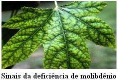 Molibdênio Apesar de ser um dos micronutrientes menos exigido pela plantas é imprescindível para o metabolismo do nitrogênio.