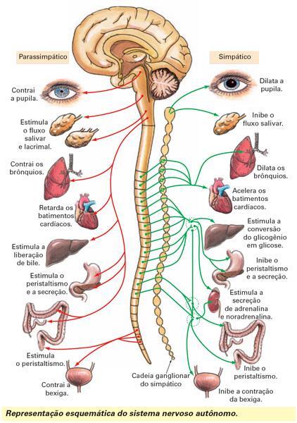 A figura ao lado elucida que o sushumna irriga energeticamente todos os XII nervos cranianos que serão vitalizados pelo prana, e energizando todos os órgãos e