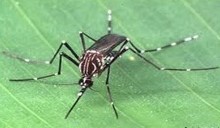 Boletim Epidemiológico da Dengue Dados Referentes às Semanas Epidemiológicas: 01 a 03 - Períodos de 03/01/2016 a 23/01/2016 Ano: 09 Número: 03 Data de Produção: 22/01/2016 Esse boletim está na web: