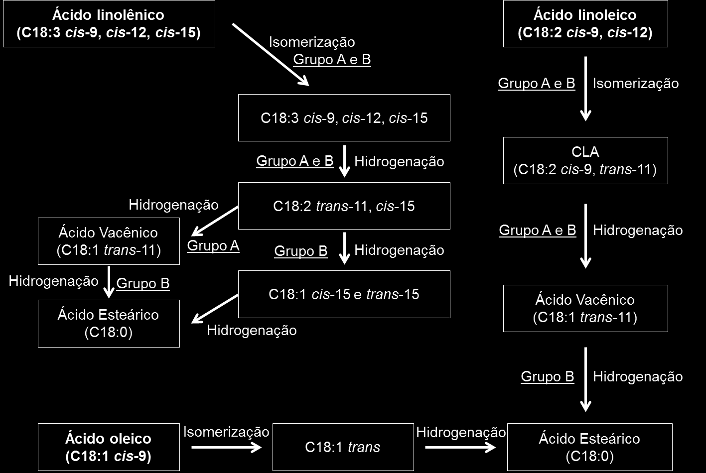 21 Após a hidrólise os ácidos graxos se tornam disponíveis para o processo de biohidrogenação, que inicia pela isomerização que converte o ácido graxo linoleico (cis-9, cis-12 dieno