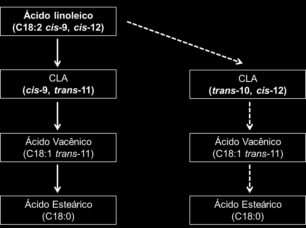 26 isômeros C18:1 trans são produzidos no rúmen, absorvidos no intestino delgado e incorporados na gordura do leite (CORL et al., 2002; PIPEROVA et al., 2002). Então Griinari et al.