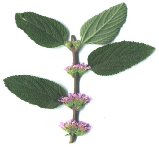 Identidade Botânica Melissa officinalis (erva cidreira verdadeira)