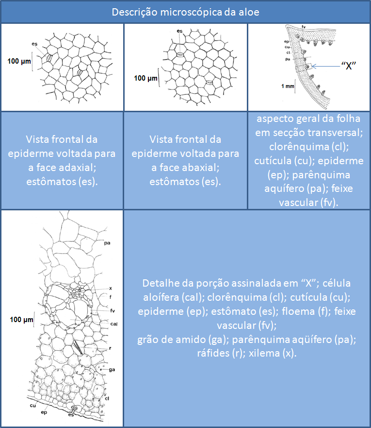 DOSSIÊ TÉCNICO Figura 7 Descrição microscópica da aloe Fonte: Adaptado de (ANVISA, 2010) 3.