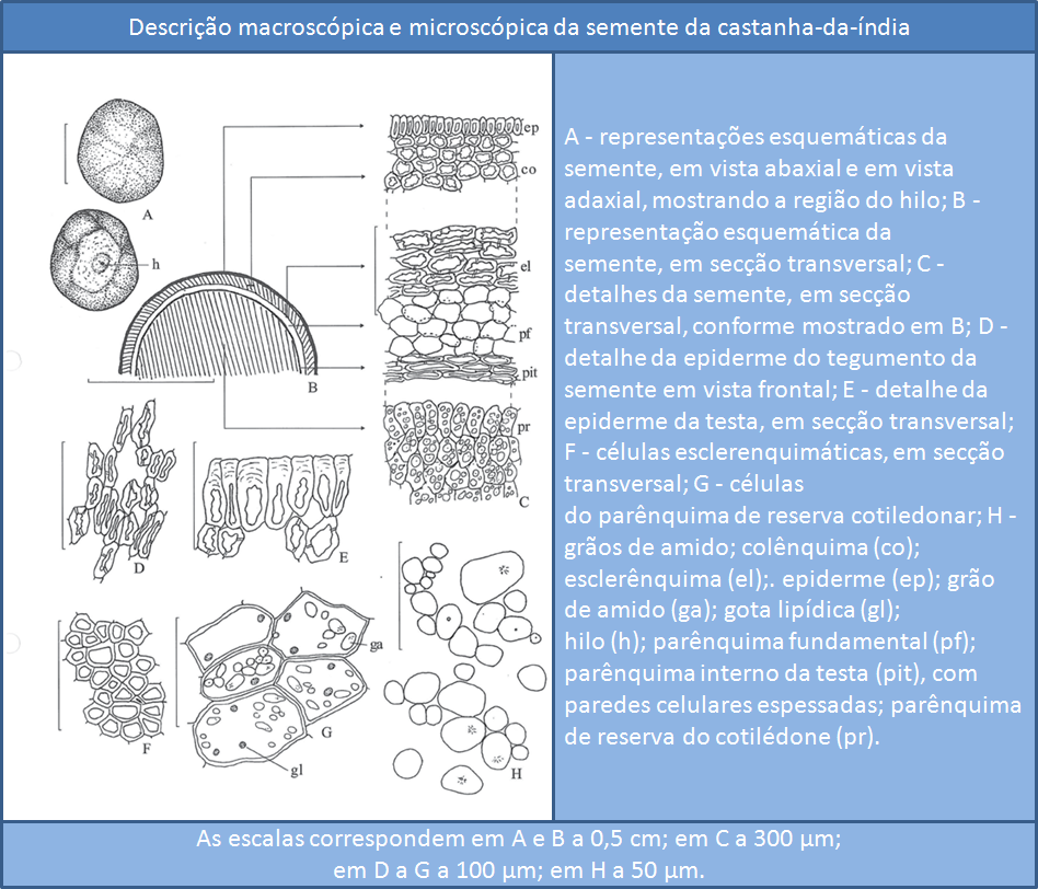 DOSSIÊ TÉCNICO Figura 23 Descrição macroscópica e microscópica da sementes da castanha-da-índia Fonte: Adaptado de (ANVISA, 2010) 7.