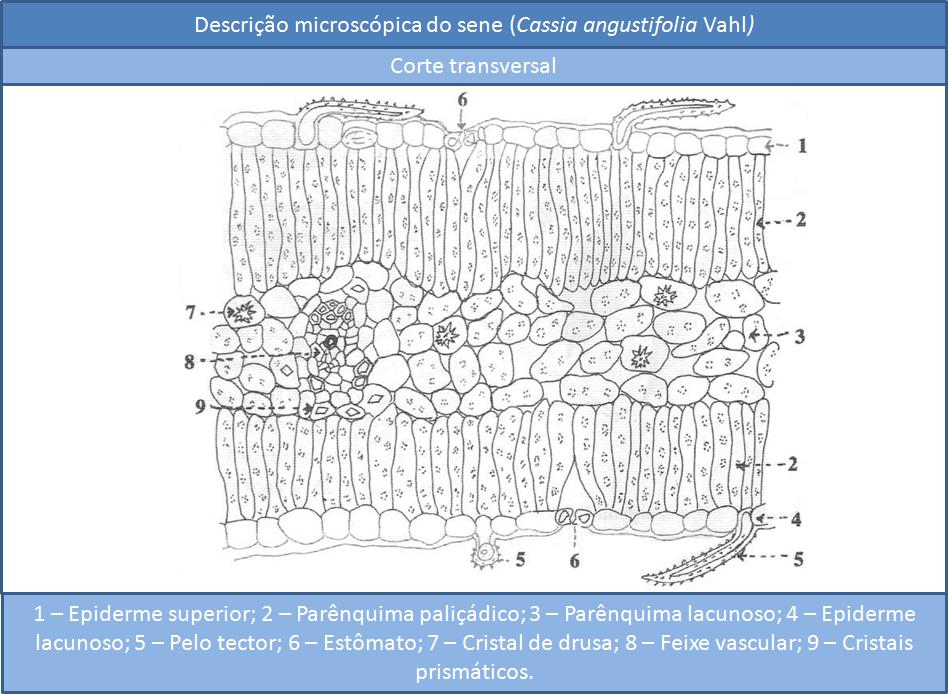 Identificação de plantas medicinais Figura 26 Descrição microscópica da epiderme superior vista de face do sene Fonte: Adaptado de (OLIVEIRA; AKISUE; AKISUE, 1998) Figura 27 Estômatos revelados