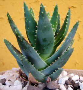 DOSSIÊ TÉCNICO 3 ALOE Figura 5 Aloe vera Fonte: (SRBICHARA, 2008) O aloe (Aloe vera ( L.) Burm f.