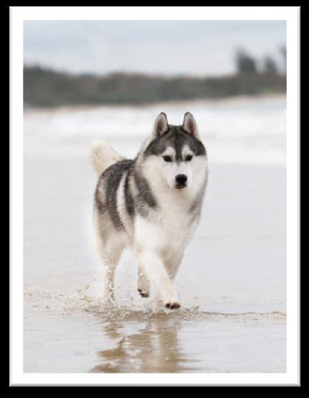 Raça: Husky Siberiano País e origem: stados Unidos da América Nome original: Siberian Husky Tamanho: 53,5 cm Peso: 20,5 a 28,5 kg ]Temperamento: dócil, amigável e gentil.