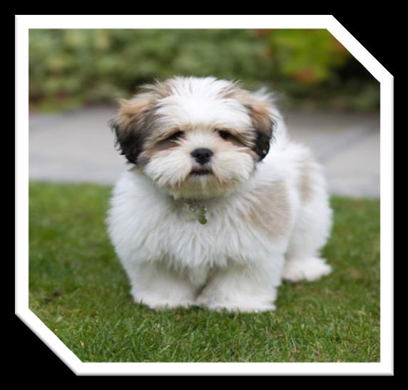 Raça: Lhasa apso País origem: Tibet Nome original: Lhasa apso Tamanho: 25,4 cm Peso: De 6 a 8 kg Temperamento: sensível e persistente O Lhasa apso possui uma pelagem pesada, dura, reta e longa.