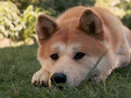 Raça: Akita País de origem: Japão Nome original: Akita Inu Tamanho: De 61 a 67 cm Peso: De 33 a 48 quilos Temperamento: guardião do local estabelecido O Akita é um cão de