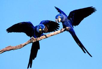 A Ararinha-azul (cyanopsitta spixxi) habita as matas de galeria, mede entre 55 cm a 57 cm.