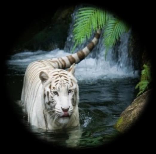 O Tigre-branco ou Pantera Tigris, é encontrada na China, Sumatra (Indonésia) e Sibéria, além disso chega a medir 3