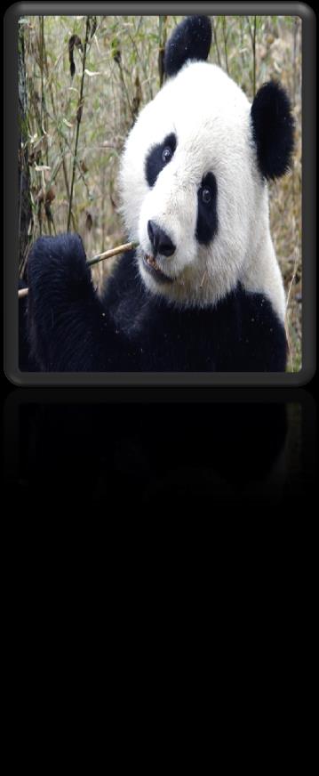O Panda-gigante de nome científico Ailuropoda melanoleuca. Habita as florestas de Bambu. Chega a medir 1,50 m de altura e pesa aproximadamente 160 kg.