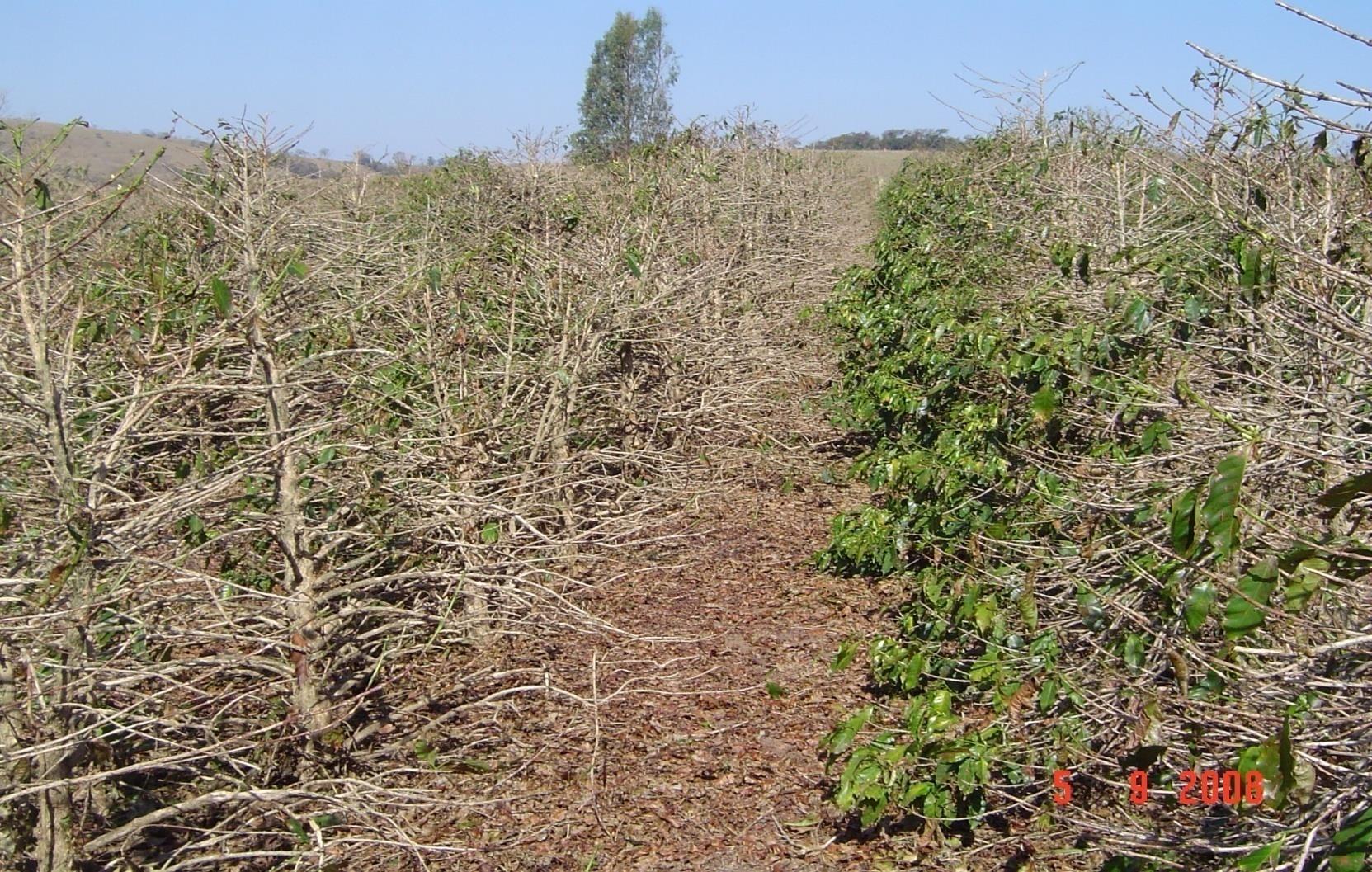 CLIMA : IMPACTOS NO AGRONEGÓCIO SUL DE MINAS GERAIS