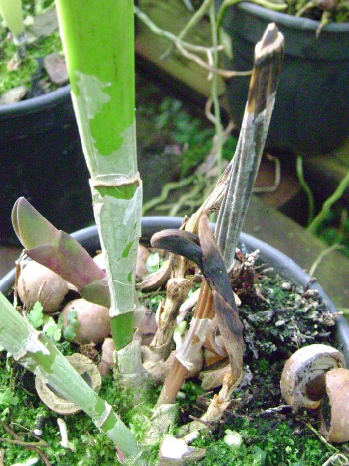 Sintomas de Murcha de Sclerotium ou Podridão da