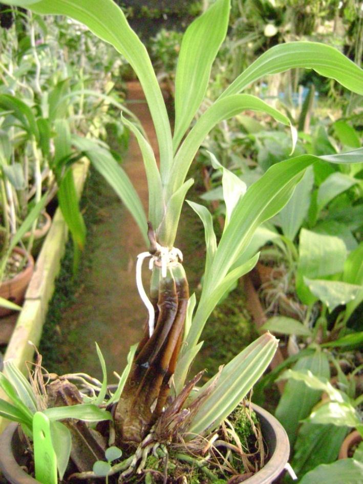 Folhas de Phalaenopsis murchas devido à Podridão de raízes Rhizoctonia