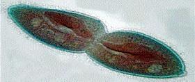 Assexuada: divisão binária (maioria dos de vida livre). Sexuada: Conjugação (Paramecium sp). Dois indivíduos em contato por ponte citoplasmática trocam micronúcleos.