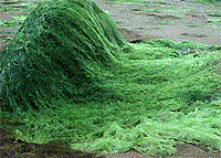 Algas verdes. Aproximadamente 7000 espécies.