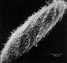 Locomovem-se por meio de cílios (estruturas filamentosas mais curtas e mais numerosas).