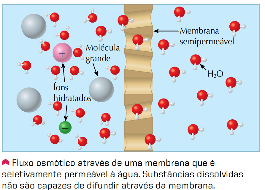 Osmose O fluxo efetivo de solvente através de uma membrana permeável apenas ao