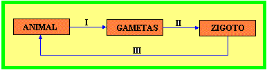 Questão 03 O esquema ao lado apresenta um ciclo vital: Os números I, II e III representam, respectivamente: a) mitose, fecundação,