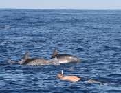 PASSEIOS MARÍTIMOS NA MADEIRA COSTA SUL MEIO DIA Saída da Baía do Funchal em direcção ao Cabo Girão, com passagem pelas belas falésias do famoso Reids Hotel, zona do Lido, praia Formosa e Baía de