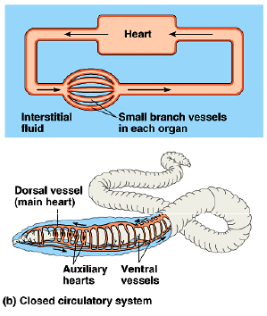 A hemolinfa entra no coração, através dos ostíolos, devido à força de sucção originada pelo relaxamento deste órgão.