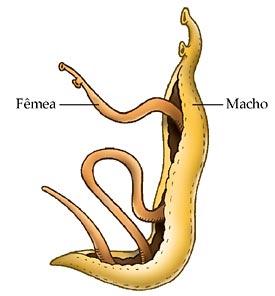 Já no homem o parasita se desenvolve e se aloja nas veias do intestino e fígado causando obstrução das mesmas, sendo esta a causa da maioria dos sintomas da doença que pode ser crônica e levar a