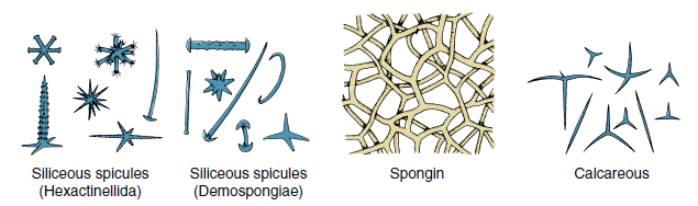 6. Tipos de esqueletos: O esqueleto fornece a sustentação. A principal proteína encontrada é o colágeno. Algumas Demospongiae secretam colágeno - espongina.