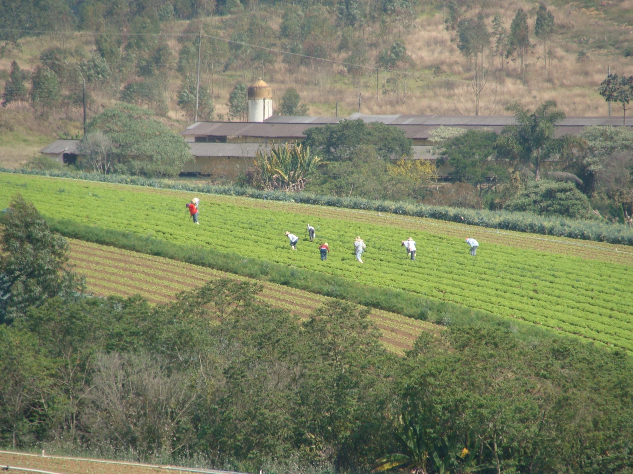 PRODUÇÃO INTEGRADA ADOÇÃO DA RASTREABILIDADE EM TODA A CADEIA PRODUTIVA; ADESÃO VOLUNTÁRIA DOS PRODUTORES; CAPACITAÇÃO CONTÍNUA DOS AGENTES DAS