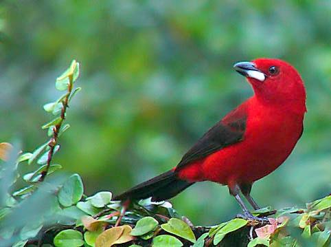 Indivíduo Ramphocelus bresilius (tiê-sangue) É considerado indivíduo qualquer exemplar de uma espécie, seja animal, vegetal, fungo, alga ou microrganismo.