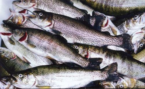 FLUXOGRAMA DE DEFUMAÇÃO DE PESCADO Limpeza Lavagem, descamação, evisceração, Corte (filetagem) e lavagem Sal Salmouragem