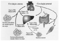 Receptores expressos pelo tecido adiposo R. da insulina R. do glucagon R. da hormona do crescimento R. de hormonas tiróideias R. da gastrina/colecistoquinina R. tipo 1 e 2 da Angiotensina II R.