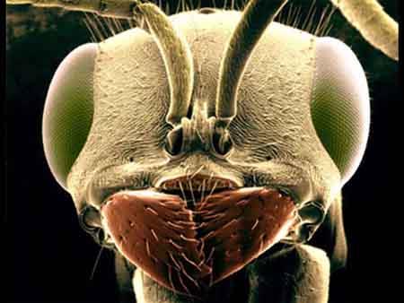 Classe dos únicos artrópodes que apresentam asas, porém nem todos tem (como a traça, a pulga, o piolho, as operárias e os soltados de formigas).