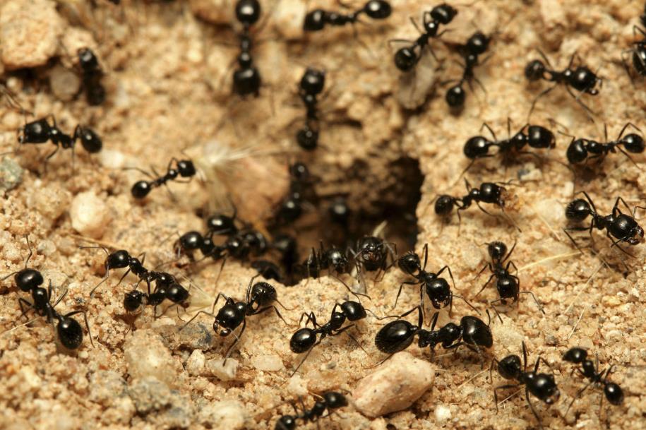 INSETOS EM COMUNIDADES As formigas e as abelhas fazem parte desta categoria - estas